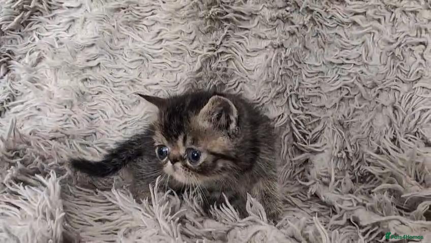 Persian cats Beautiful Persian kittens - Advert 2