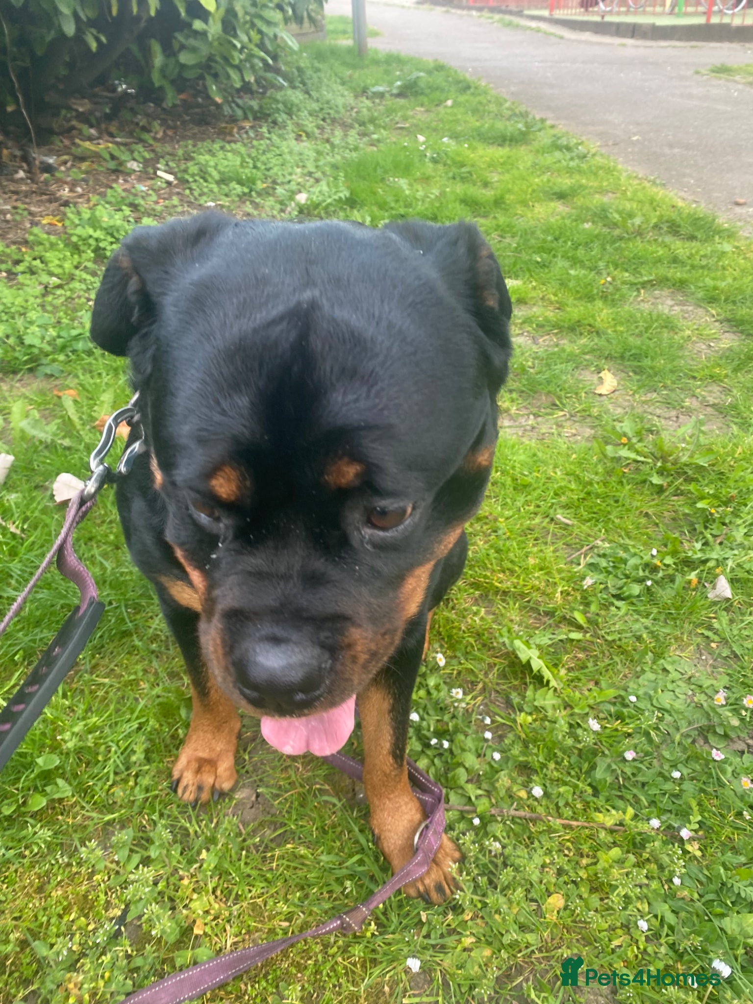 Rottweiler dogs Kc registered 2 years old female Rottweiler - Advert 8