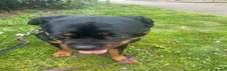 Rottweiler dogs for sale: Kc registered 2 years old female Rottweiler in Luton - Advert 7