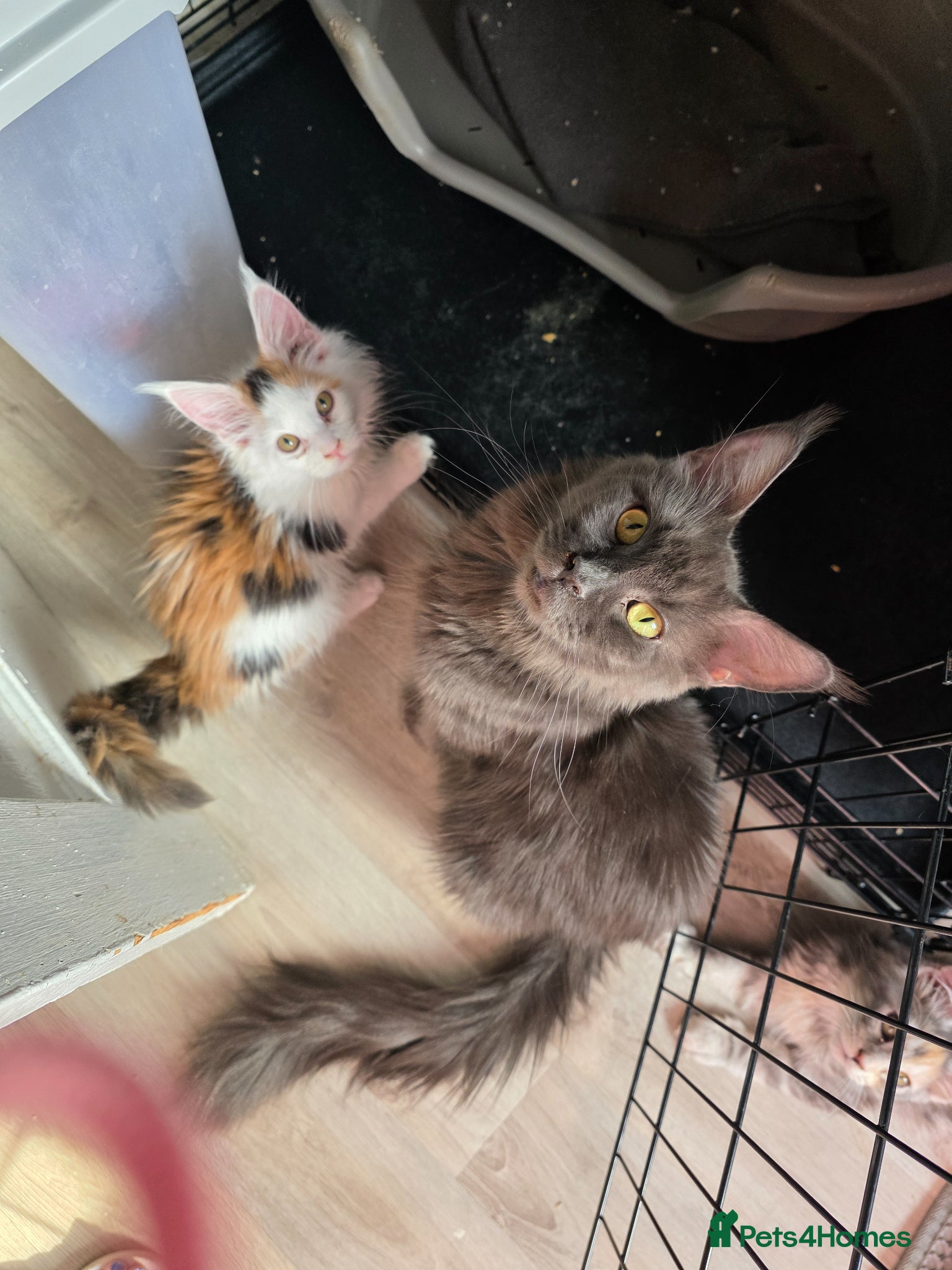 Maine Coon cats STUNNING MAINE COON KITTENS  - Advert 5