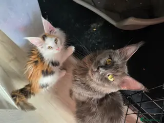 Maine Coon cats STUNNING MAINE COON KITTENS - Advert 5