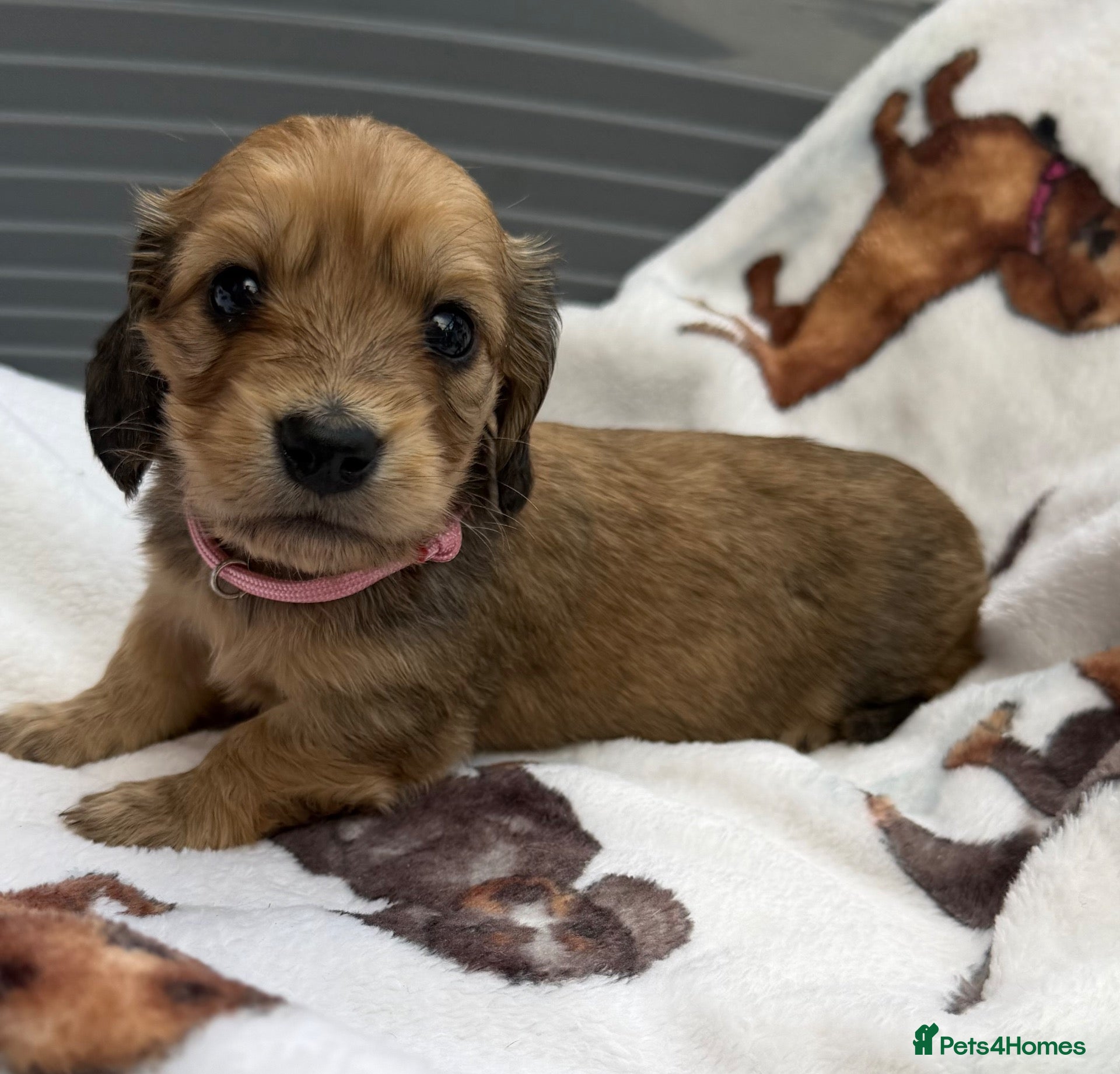 Dachshund dogs Long-haired RKC reg. mini dachshund  - Advert 11