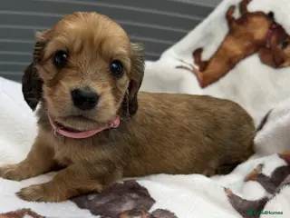 Dachshund dogs Long-haired RKC reg. mini dachshund - Advert 11