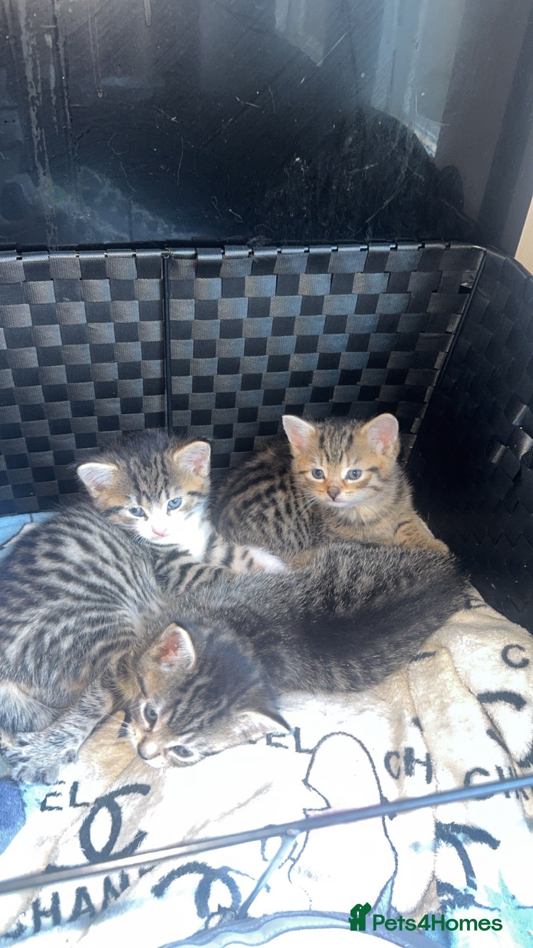 British Shorthair cats British shorthair kittens  - Advert 2