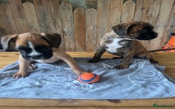 Boxer dogs for sale: STUNNING PEDIGREE BOXERS!x - Image 15