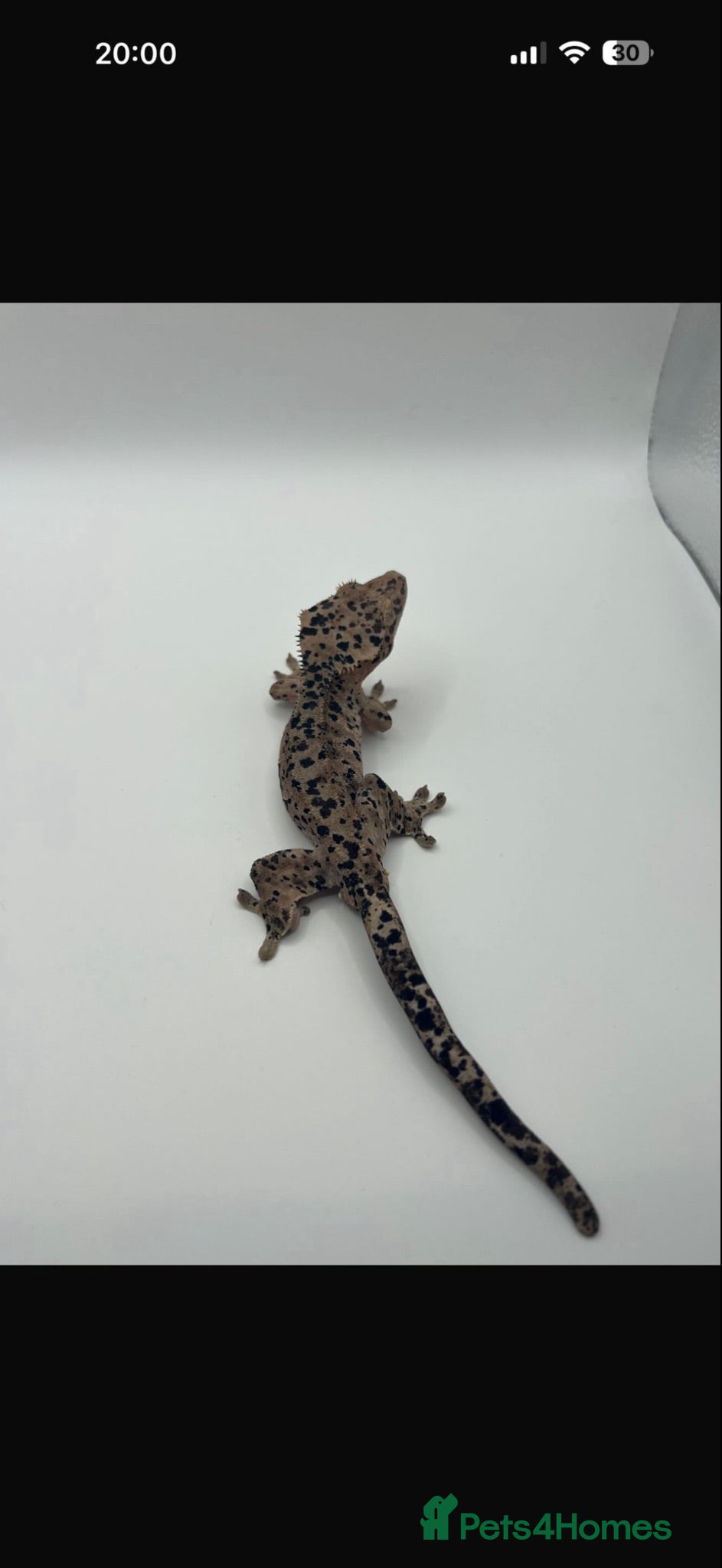 Gecko reptiles Various geckos for sale message for prices  - Advert 2
