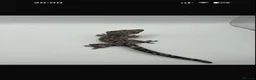 Gecko reptiles for sale: Various geckos for sale message for prices  - Advert 2