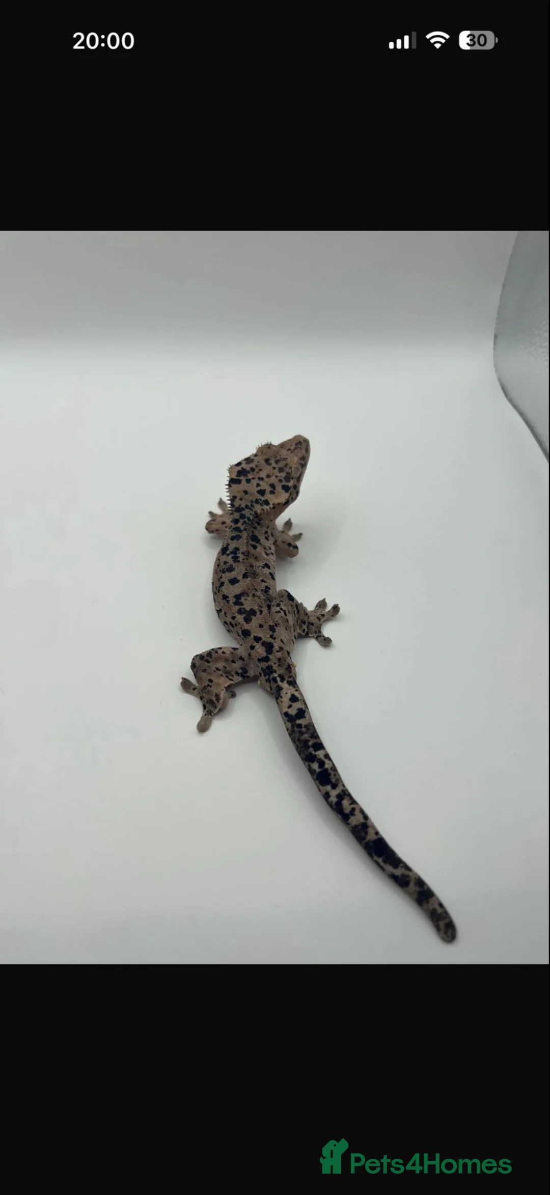 Gecko reptiles for sale: Various geckos for sale message for prices  - Advert 2