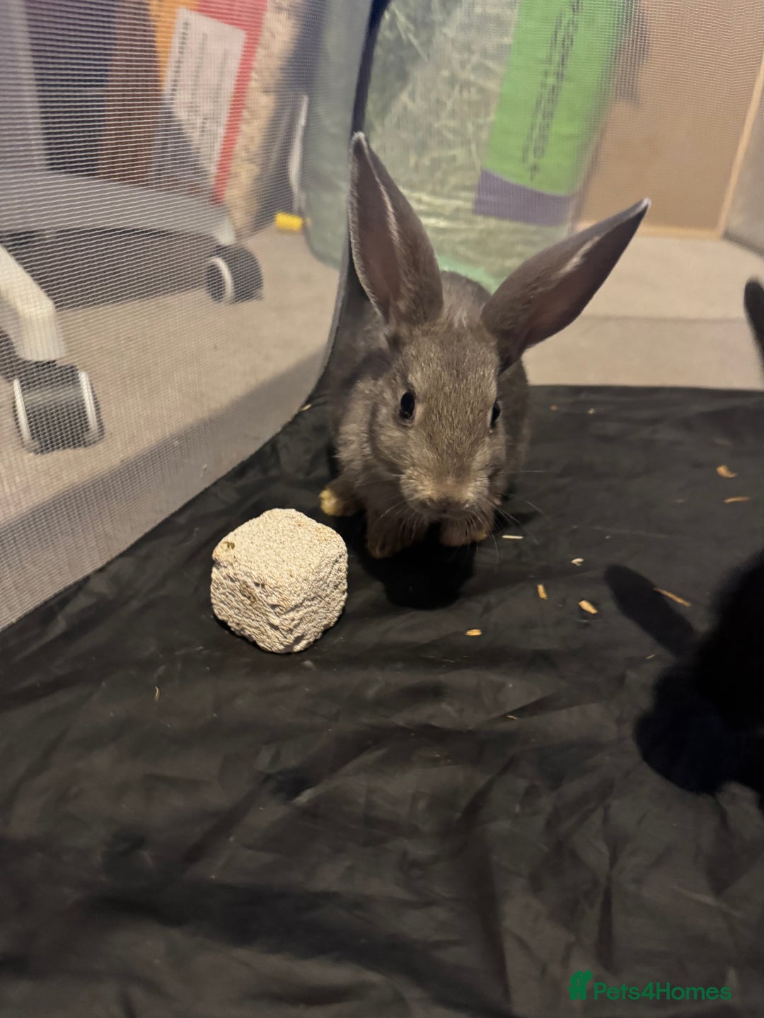 British Giant rabbits for sale: Lops x giant baby rabbits  - Image 6