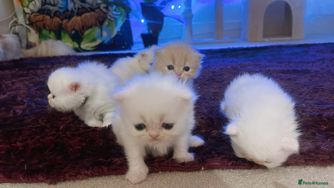 Persian cats for sale: ♥️🍃 ꨁ EXOTIC PERSIAN DOLL FACE KITTENS FOR SALE - Advert 6
