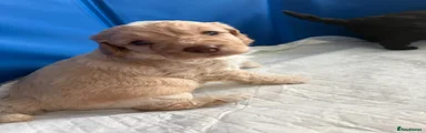 Cockapoo Puppy 3