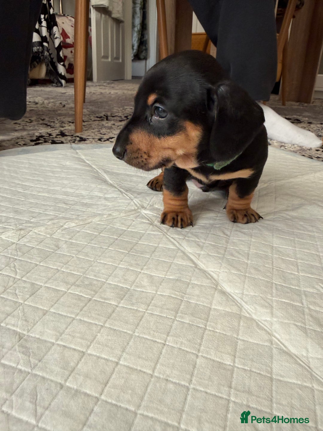 Miniature Dachshund dogs for sale: Miniature Dachshund's   - Advert 28