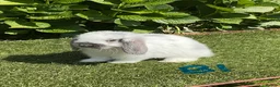 Mini Lop rabbits for sale: Pure bred mini lops baby Rabbits. - Advert 5
