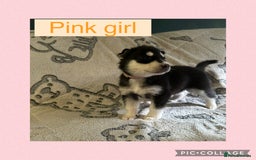 Siberian Husky dogs for sale: Siberian husky puppies - Image 8