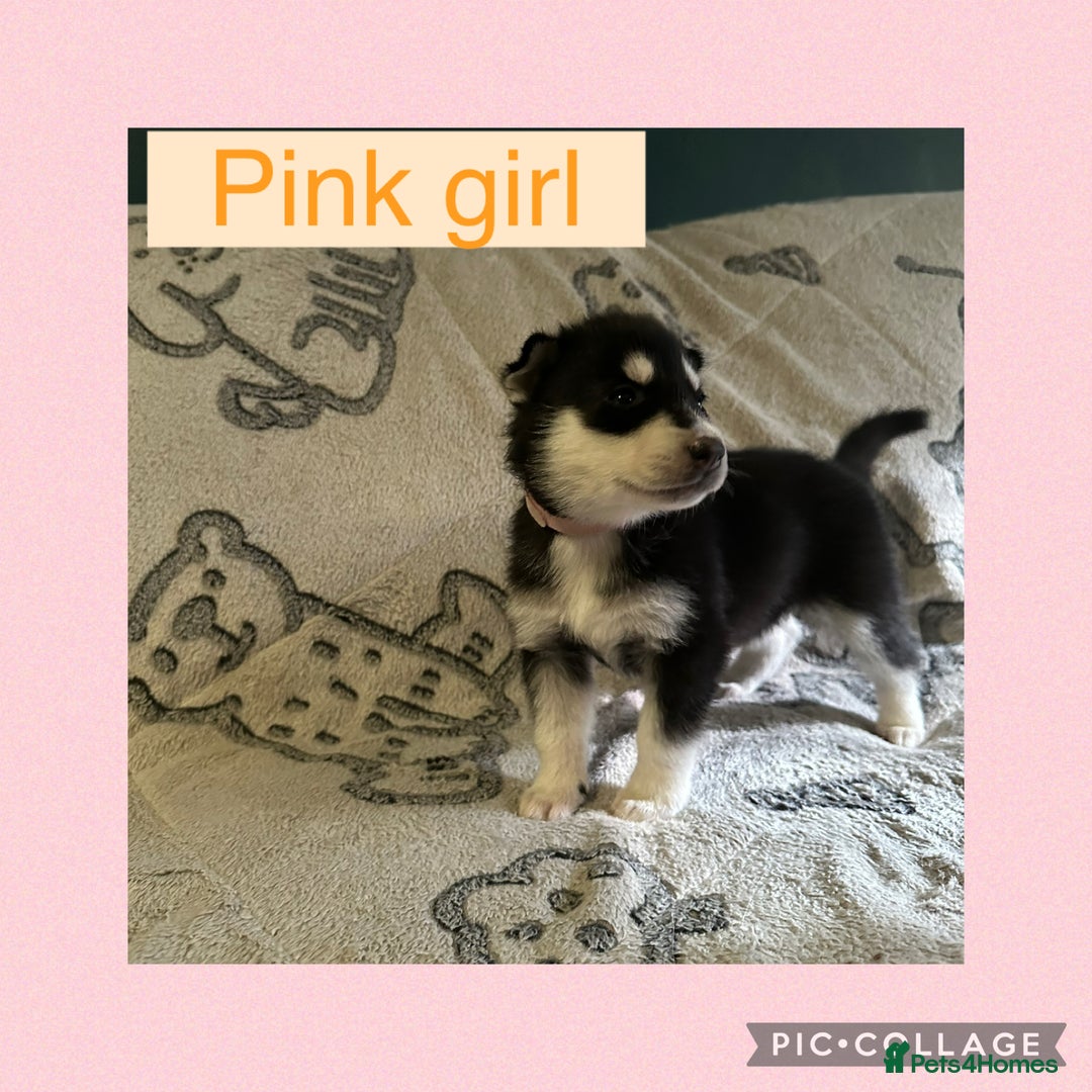 Siberian Husky dogs for sale: Siberian husky puppies - Image 8