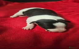 Whippet dogs for sale: KC HEART AND HEALTH TESTED WHIPPETS - Image 11