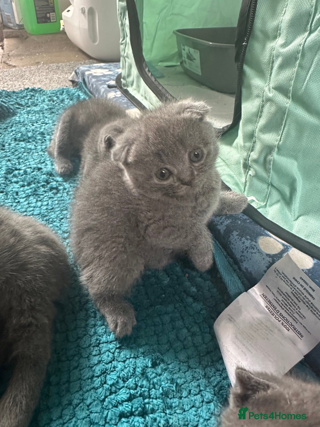Scottish Fold cats for sale: Beautiful Scottish folds and straights kittens🎀 - Image 4