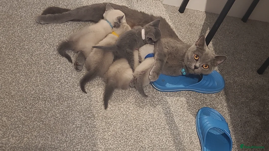 British Shorthair cats for sale: Beautiful British short hair kittens  in Cannock - Advert 2