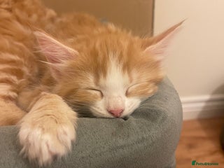 Mixed Breed cats 2 Female Fluffy Half Maine Coon kittens left - Advert 10