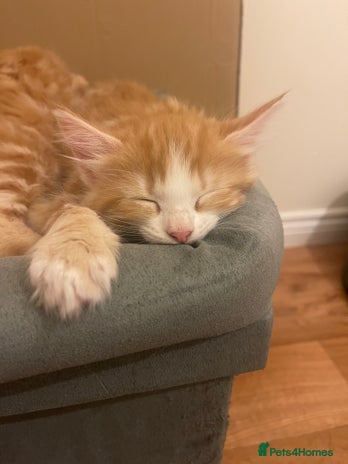 Mixed Breed cats 2 Female Fluffy Half Maine Coon kittens left - Advert 1