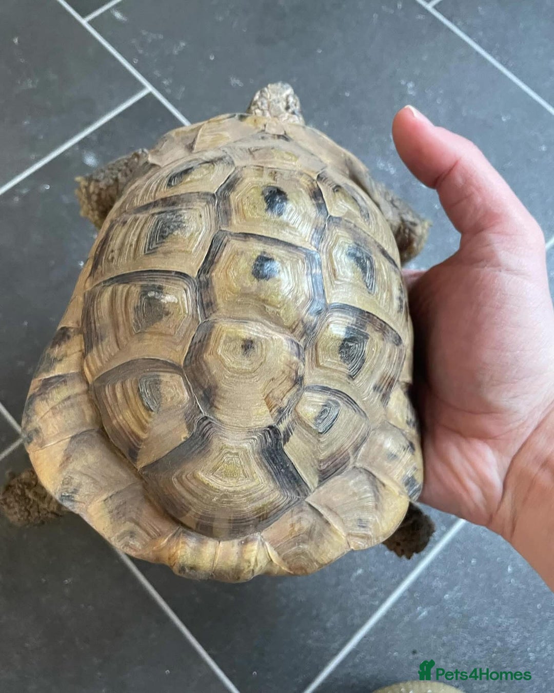 Tortoise reptiles for sale: Tortoise for sale  - Image 3