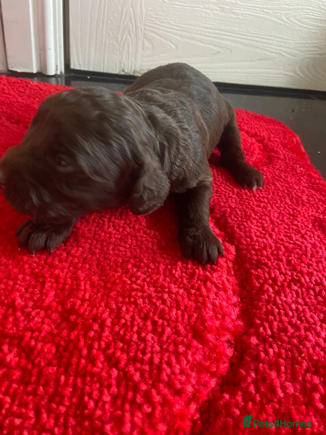 Cockapoo dogs for sale: Beautiful cockapoo puppies  - Advert 5