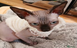 Sphynx cats for sale: Silver elf and black little babies - Image 9