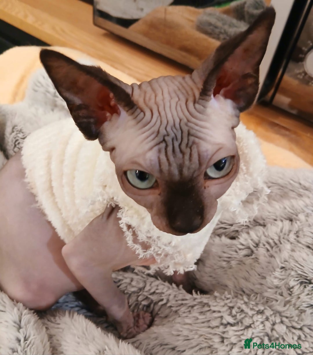Sphynx cats for sale: Silver elf and black little babies - Image 9