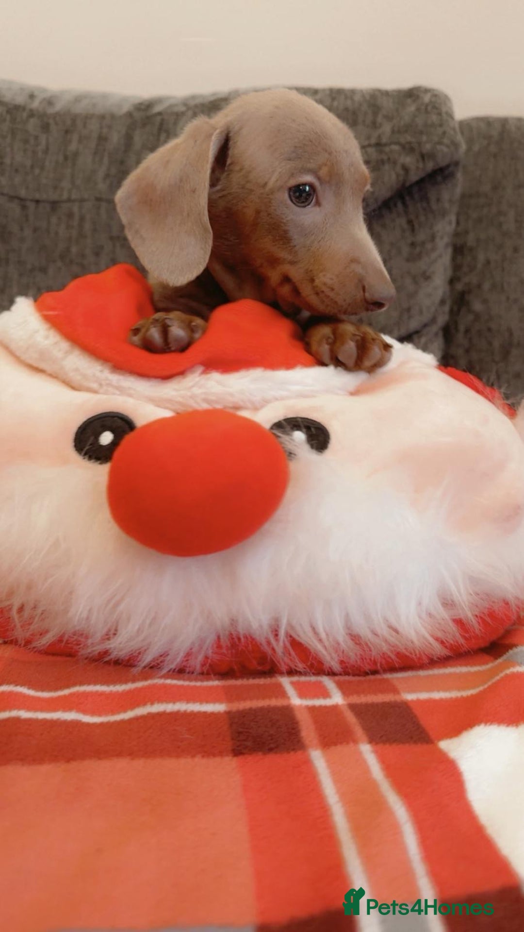 Dachshund dogs for sale: Dachshund Isabella dapple puppies  - Advert 1