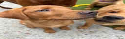 Labrador Retriever dogs for sale: Kc reg Fox red Labradors puppy now reduced  - Advert 5