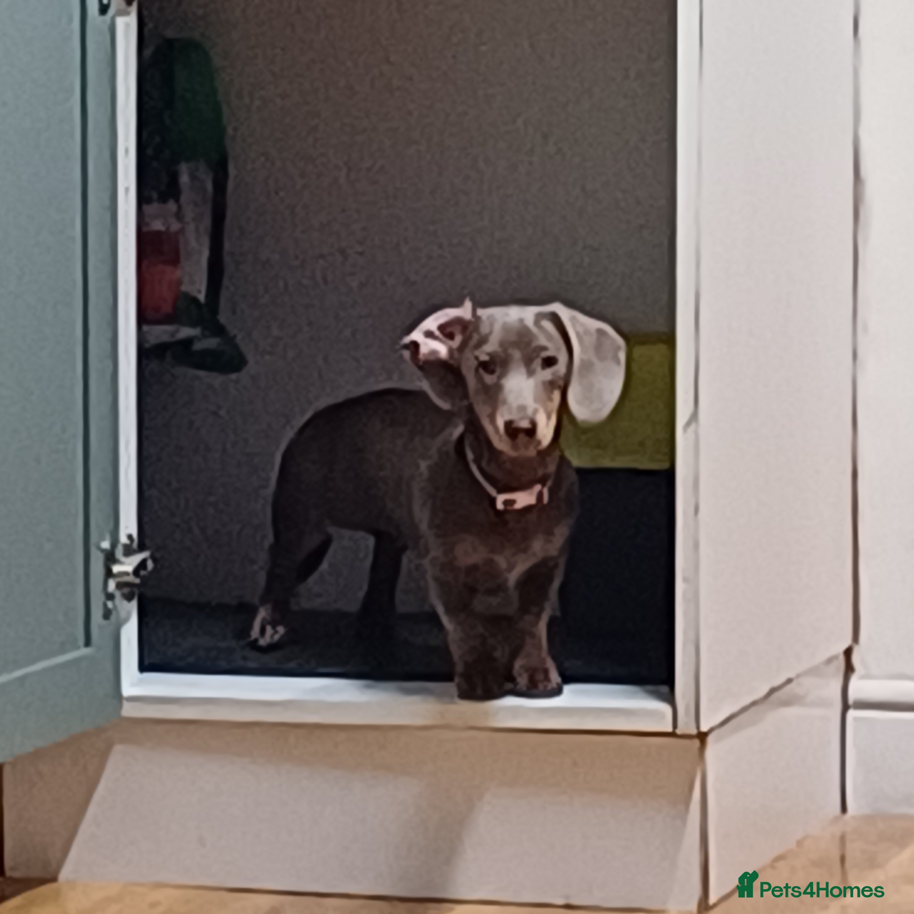 Dachshund dogs Isabella and Tan little girl dashound - Advert 1