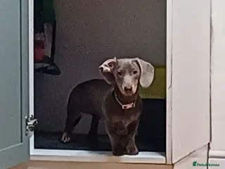 Dachshund dogs Isabella and Tan little girl dashound - Advert 1