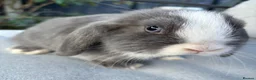 Mini Lop rabbits for sale: Mini lop Litter ready now 2 left rare boy - Advert 4