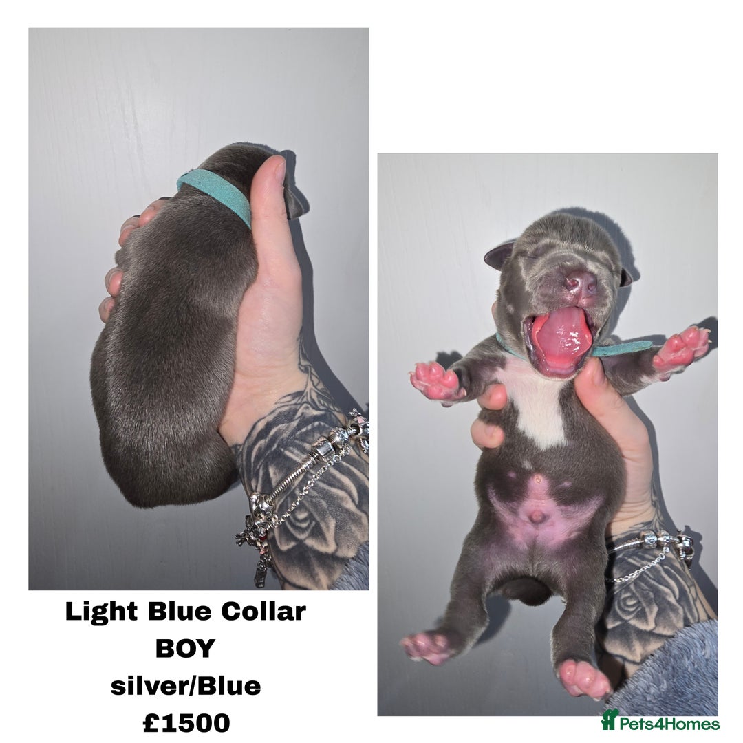 American Bully dogs for sale: Pocket bully puppies - Advert 2