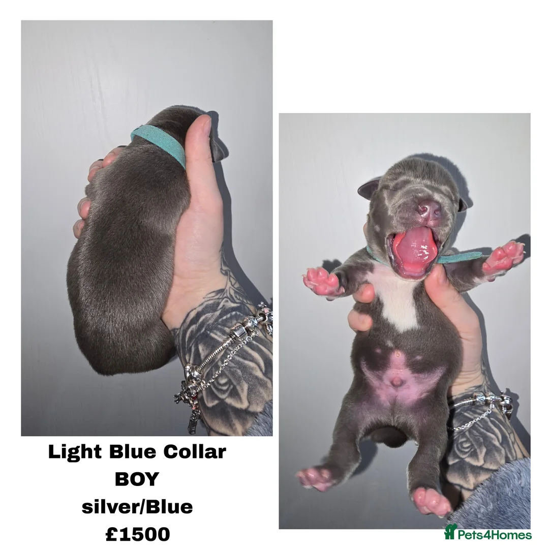 American Bully dogs for sale: Pocket bully puppies - Advert 2