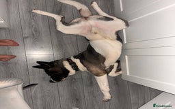 Huskita dogs for sale: 2 year old huskita - Image 7