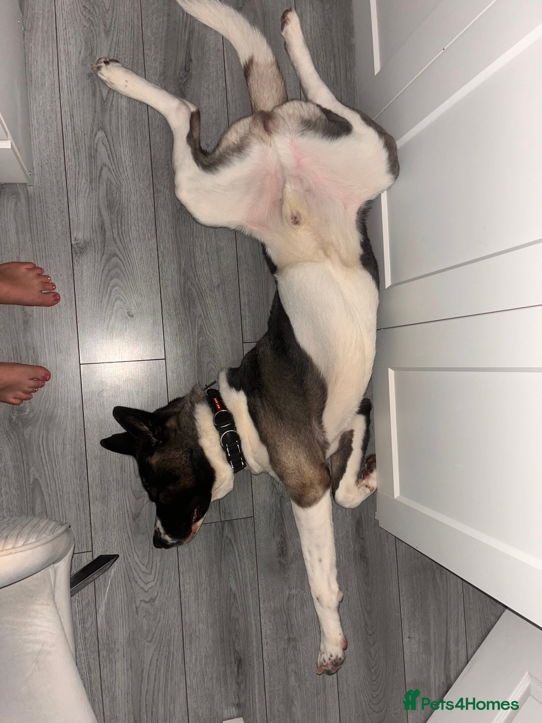 Huskita dogs for sale: 2 year old huskita - Image 7