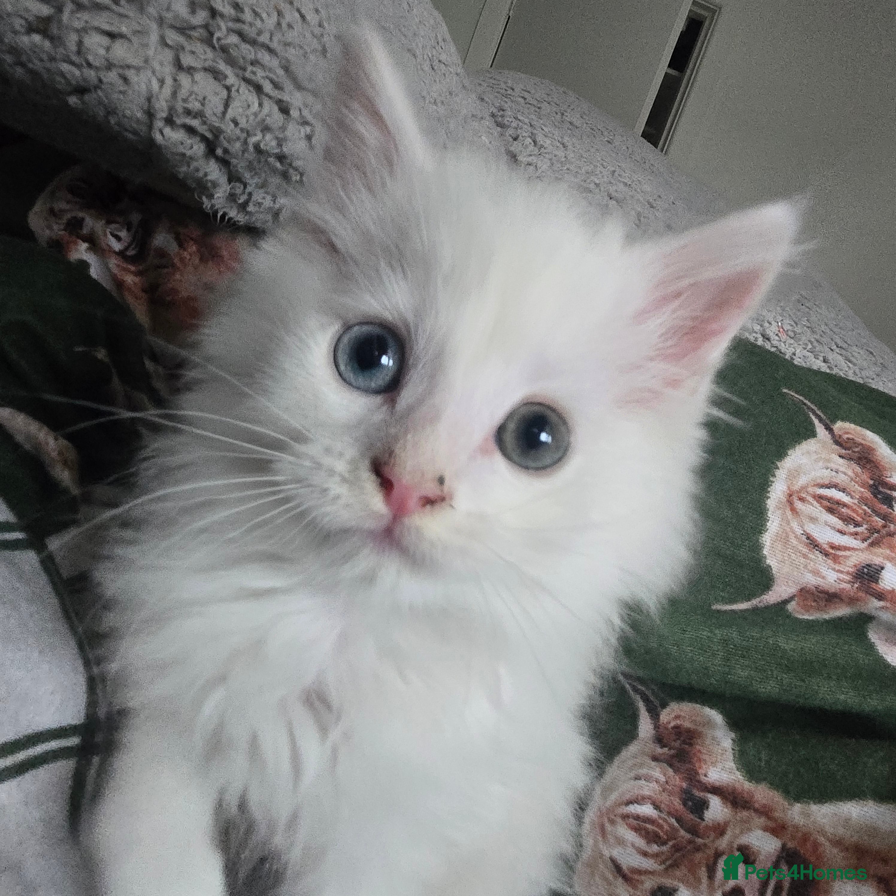 Maine Coon cats Maine coon Giant russian/European and American - Advert 1