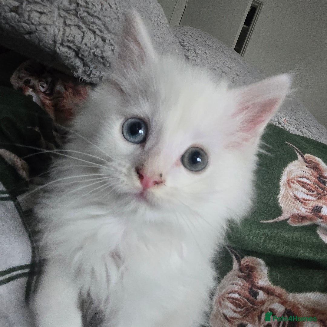 Maine Coon cats for sale: Maine coon Giant russian/European and American - Advert 1