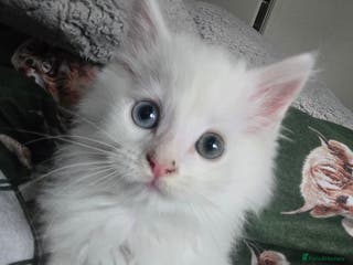 Maine Coon cats Maine coon Giant russian/European and American - Advert 1