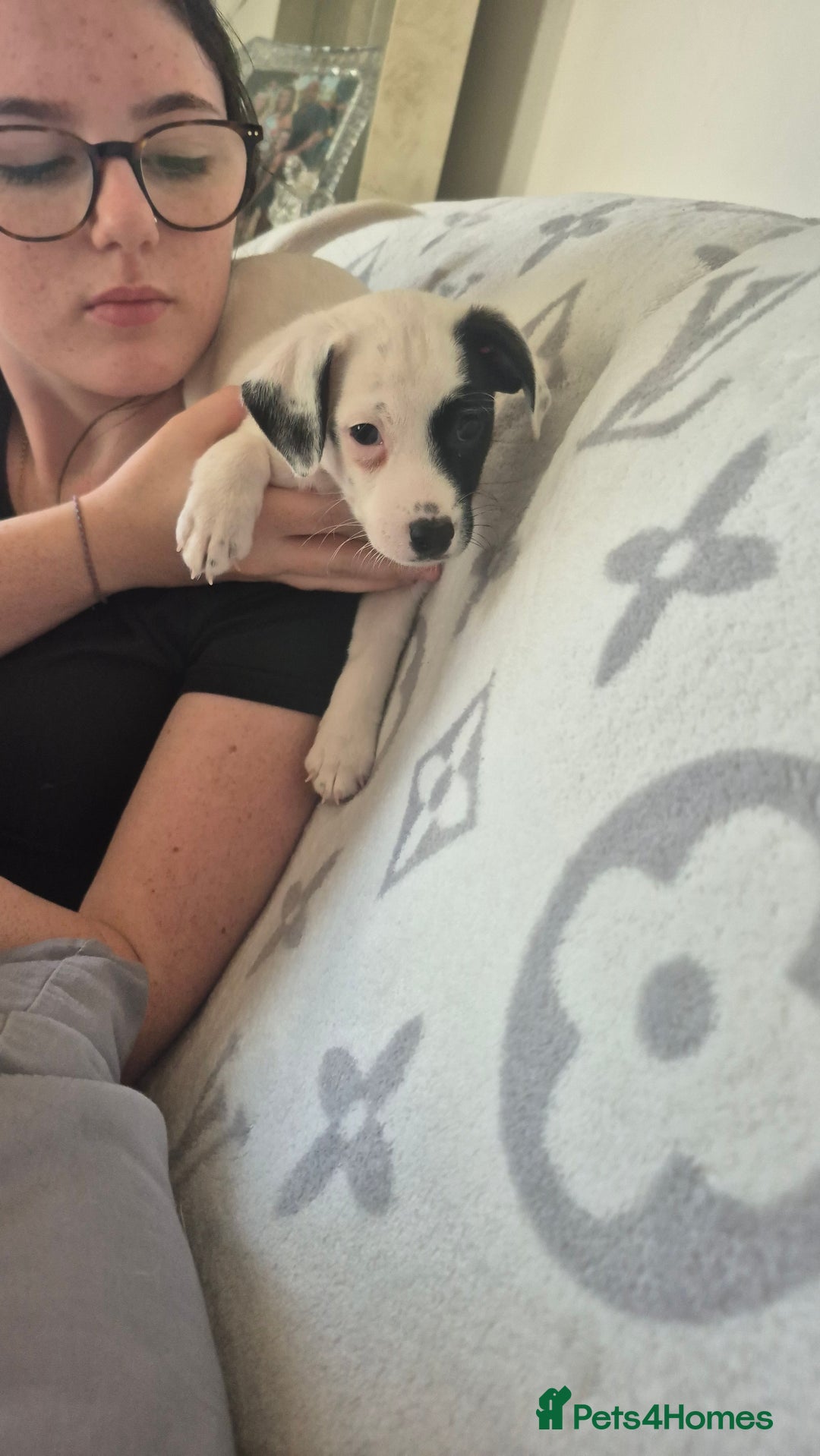 Jack Russell dogs for sale: 1 Beautiful boy Jack Russell puppy left for sale - Image 22
