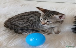 Savannah cats for sale: Stunning  Savannahs - Image 13