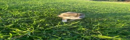 Mixed Breed dogs for sale: Beautiful Chihuahua Cross Puppies - Advert 5