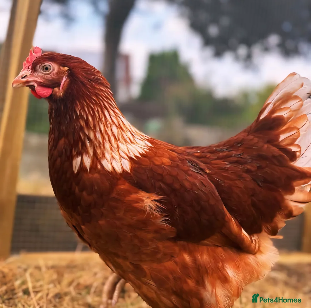 Chickens poultry for sale: Chickens for Sale  in Salisbury - Advert 2