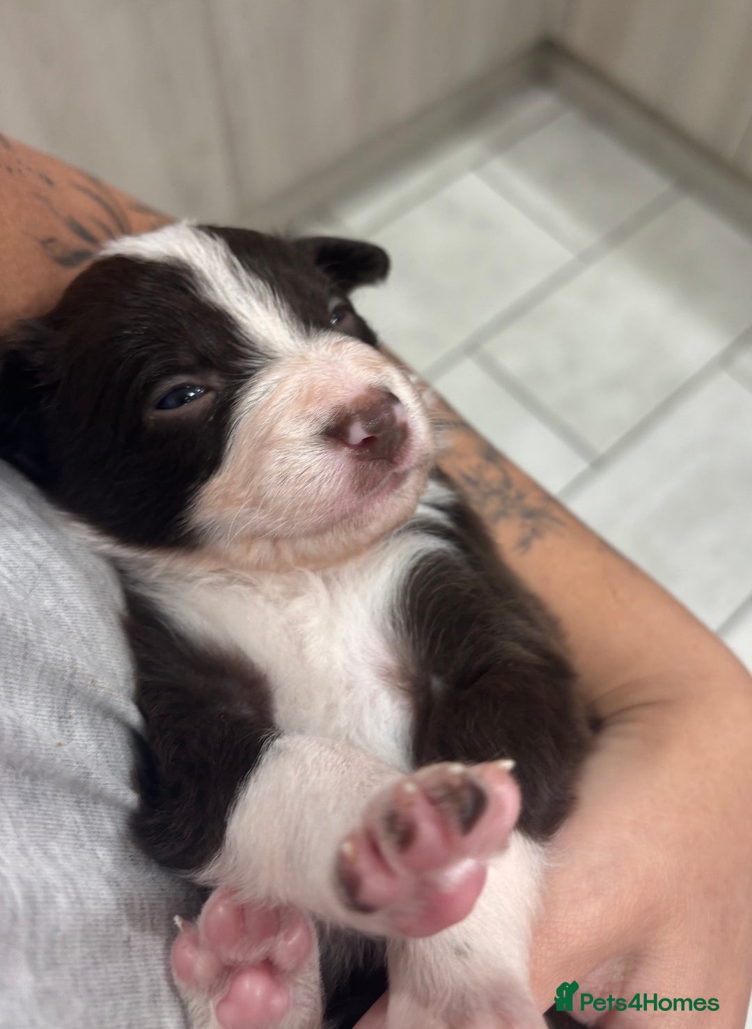 Border Collie dogs for stud: Chase border collie for stud PROVEN/HEALTH TESTED - Advert 15