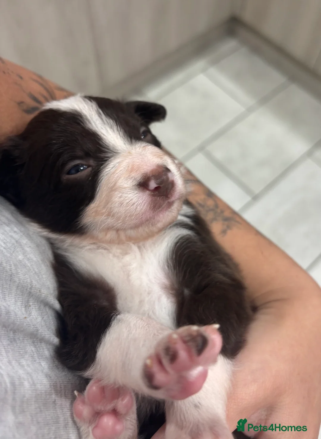 Border Collie dogs for stud: Chase border collie for stud PROVEN/HEALTH TESTED - Advert 15