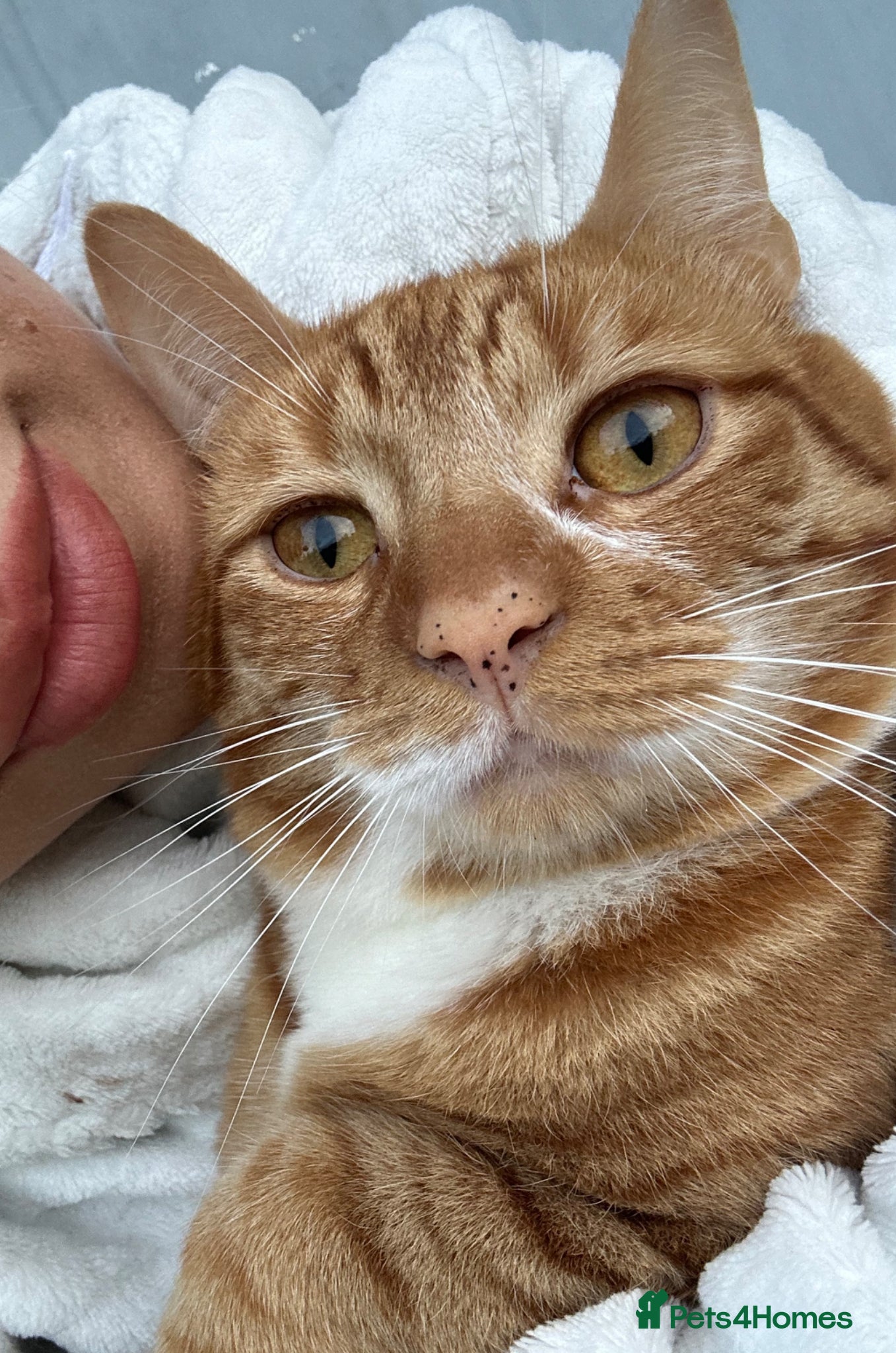 Mixed Breed cats Male ginger boy - Advert 2