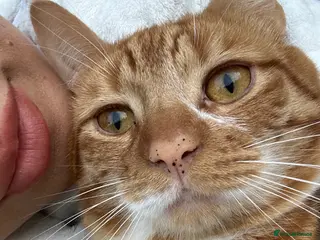 Mixed Breed cats Male ginger boy - Advert 1