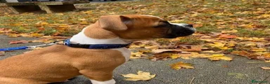 Boxer 5