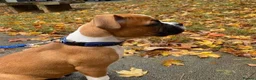 Boxer dogs for sale: !!Extremely Boxers Babies in Northampton - Advert 7
